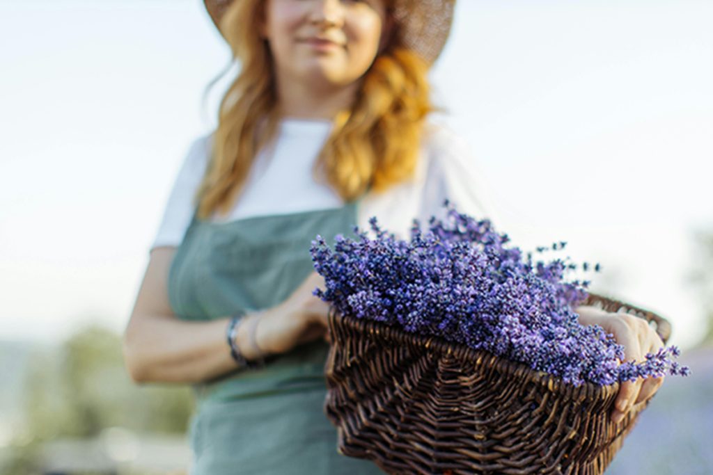 EL MISTERIO DE LA MANO QUEMADA: UNA HISTORIA DE LAVANDA Y EL NACIMIENTO DE LA AROMATERAPIA