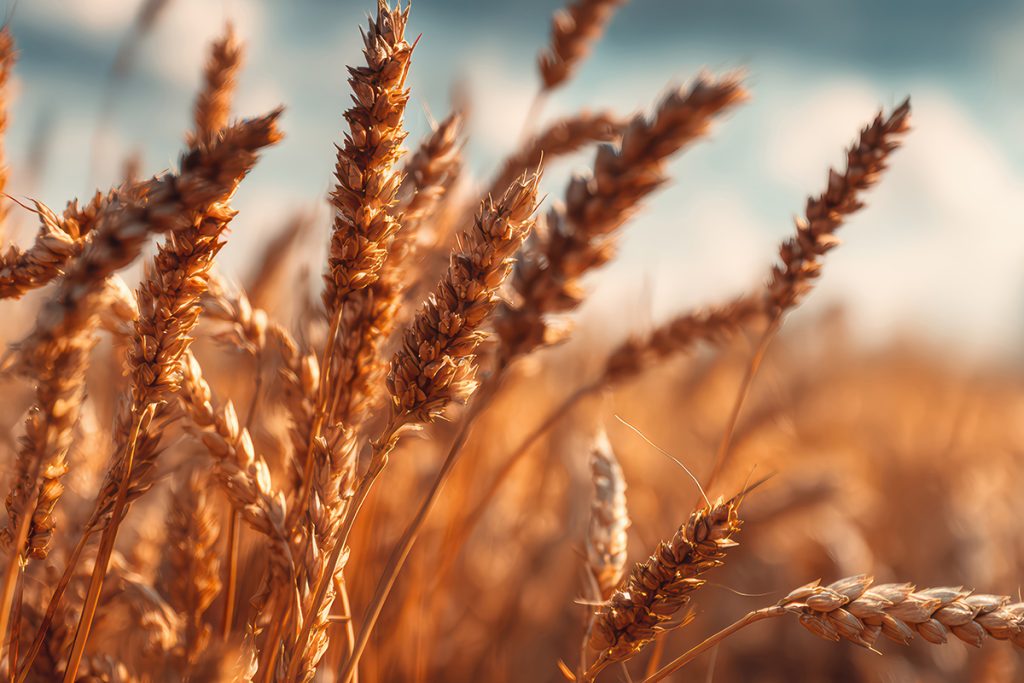 CEREALES: EL ALIMENTO QUE GENERA LA VIDA Y FAVORECE UNA ALIMENTACIÓN SALUDABLE